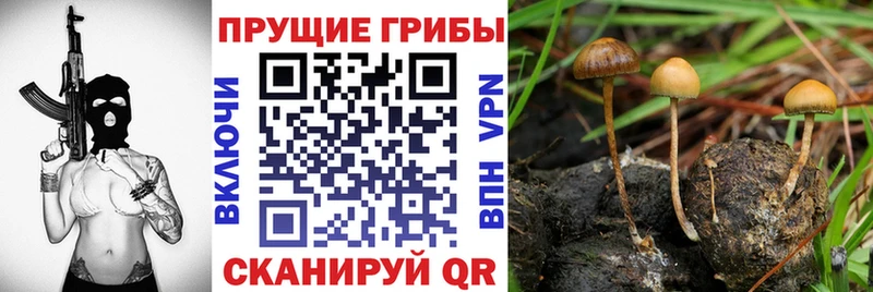 Галлюциногенные грибы мухоморы  darknet формула  Кореновск 